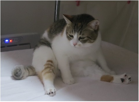 アップ