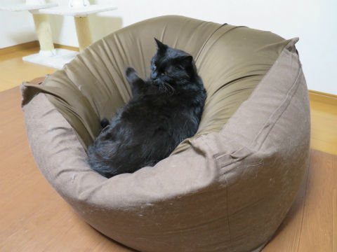 人をダメにするソファが猫をダメにするソファになり ちーをダメにするソファにランクアップ中 ねこもり 人をダメにするソファが猫をダメにするソファになり ちーをダメにするソファにランクアップ中 ねこもり