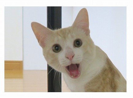 アップ