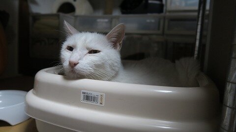 IMG_1252