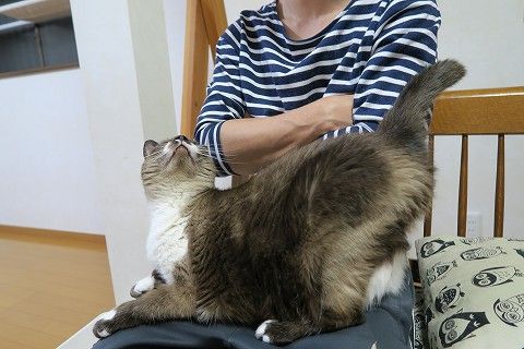 まーちゃんのことはあたしにまかせろ 最終兵器no 1キャバ猫れんね嬢 ついにご出勤 ねこもり まーちゃんのことはあたしにまかせろ 最終兵器no 1キャバ猫れんね嬢 ついにご出勤 ねこもり