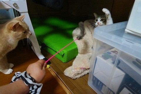 IMG_8955