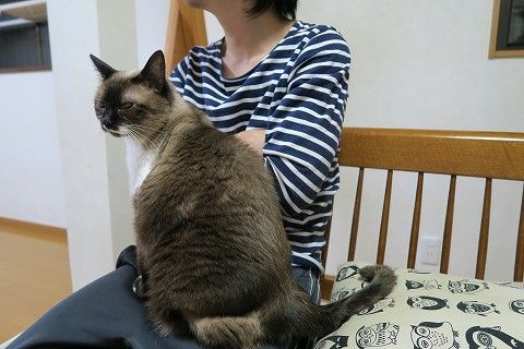 まーちゃんのことはあたしにまかせろ 最終兵器no 1キャバ猫れんね嬢 ついにご出勤 ねこもり まーちゃんのことはあたしにまかせろ 最終兵器no 1キャバ猫れんね嬢 ついにご出勤 ねこもり