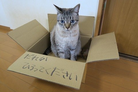 ちょうどいい箱があったので ちーちゃんメロテルちび3匹と久しぶりに 捨て猫ごっこ をやってみた ねこもり ちょうどいい箱があったので ちーちゃんメロテルちび3匹と久しぶりに 捨て猫ごっこ をやってみた ねこもり