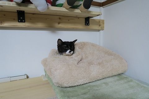 病気と闘うごまたんに優しさとぬくもりを送りたかったはなの想いは凍てつく視線で返される ねこもり