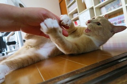 体調悪い時くらい猫に癒されたいと伸ばしたその手は可愛いお口にカプられる ねこもり 体調悪い時くらい猫に癒されたいと伸ばしたその手は可愛いお口にカプられる ねこもり