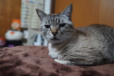 DSC04171