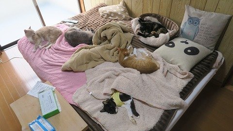 閲覧注意 さよなら ごまたん 後編ー最後の日ははいつもの場所でいつも通りの家族の中でー ねこもり