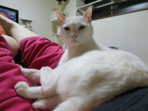 はなの膝で寝る猫は 太ましいふとももでブサイク顔かすごい姿勢で尻の穴モロリ ねこもり はなの膝で寝る猫は 太ましいふとももでブサイク顔かすごい姿勢で尻の穴モロリ ねこもり