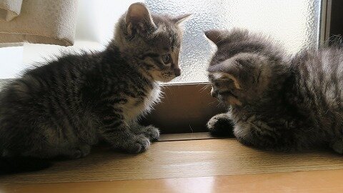保護猫きらとひばり 新しいな名前は クロエ と ノエル お母さんとお姉ちゃんができました ねこもり 保護猫きらとひばり 新しいな名前は クロエ と ノエル お母さんとお姉ちゃんができました ねこもり