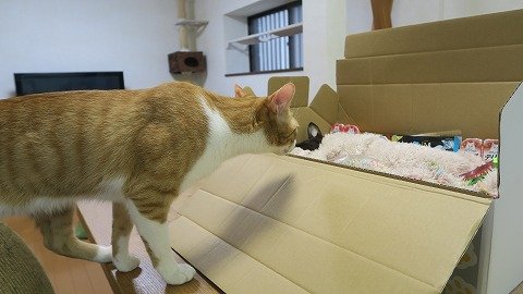 IMG_0237
