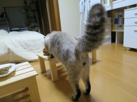 火の用心の拍子木に しっぽがたぬきになるほど驚いても食べ終わるまでは逃げないちー ねこもり 火の用心の拍子木に しっぽがたぬきになるほど驚いても食べ終わるまでは逃げないちー ねこもり