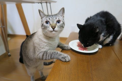 IMG_0501