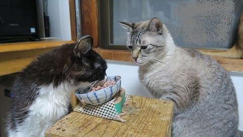 IMG_6005