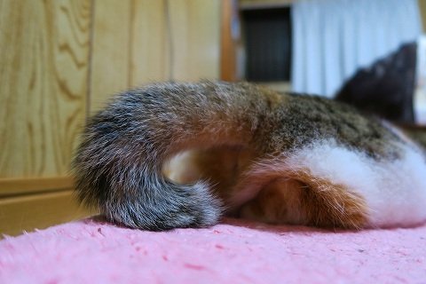 IMG_5677