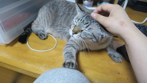 IMG_4706