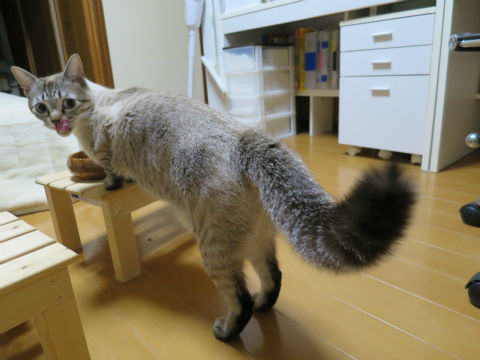火の用心の拍子木に しっぽがたぬきになるほど驚いても食べ終わるまでは逃げないちー ねこもり 火の用心の拍子木に しっぽがたぬきになるほど驚いても食べ終わるまでは逃げないちー ねこもり