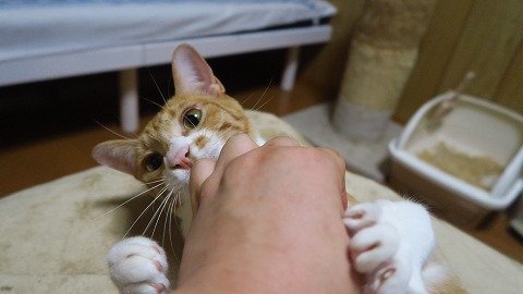 IMG_4587