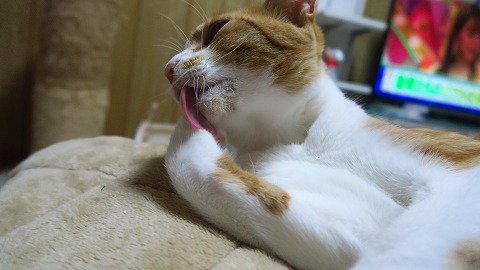 IMG_4656