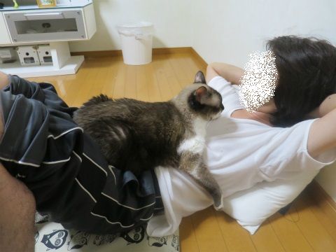 まーちゃんの上が大好きれんね嬢とまーちゃんの横を愛するライライの地味に怖い女の戦い ねこもり まーちゃんの上が大好きれんね嬢とまーちゃんの横を愛するライライの地味に怖い女の戦い ねこもり