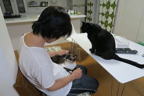 まーちゃんのことはあたしにまかせろ 最終兵器no 1キャバ猫れんね嬢 ついにご出勤 ねこもり まーちゃんのことはあたしにまかせろ 最終兵器no 1キャバ猫れんね嬢 ついにご出勤 ねこもり