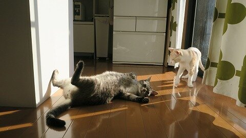 春と太陽が本気を出したら 小太り猫はぱたりと倒れてお腹を開き天日干しするしかなくなる気持ち ねこもり 春と太陽が本気を出したら 小太り猫はぱたりと倒れてお腹を開き天日干しするしかなくなる気持ち ねこもり
