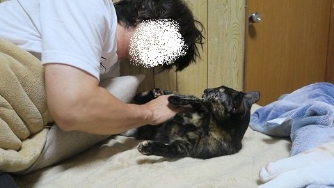 よそ様がどうかは知らないが ねこもりさんちの野郎どもは揃いも揃って残念仕様でできている ねこもり よそ様がどうかは知らないが ねこもりさんちの野郎どもは揃いも揃って残念仕様でできている ねこもり