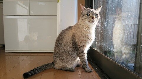春と太陽が本気を出したら 小太り猫はぱたりと倒れてお腹を開き天日干しするしかなくなる気持ち ねこもり 春と太陽が本気を出したら 小太り猫はぱたりと倒れてお腹を開き天日干しするしかなくなる気持ち ねこもり