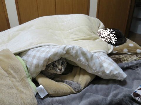 ちーのおねだり ふとんにいれて は 布団と毛布の間に入れて ねこもり