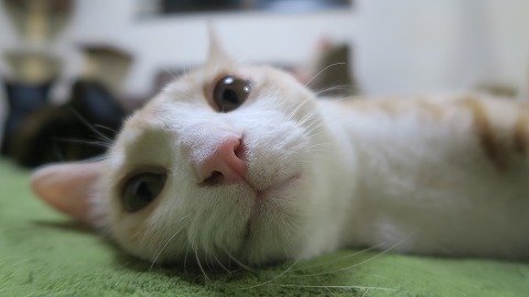 IMG_4521