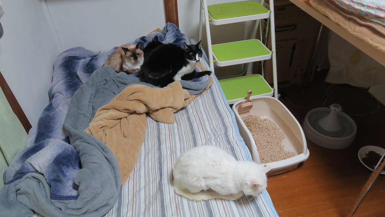 猫風邪 うー爺と 膀胱癌 れんね嬢と 腎不全 ルナ様とくしゃみが止まらないちーの通院記録 ねこもり