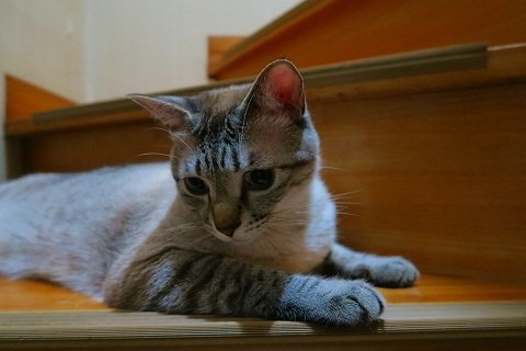 IMG_6731