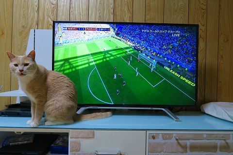 Fifaワールドカップ18 アルゼンチンvsアイスランドvsうちの猫つっくん もう背中しか見えない ねこもり