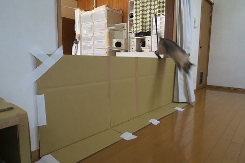 子猫命名 つぶ くん 段ボールと100均で格安手作りロック付きケージと共に1階リビングへお引越し ねこもり 子猫命名 つぶ くん 段ボールと100均で格安手作りロック付きケージと共に1階リビングへお引越し ねこもり
