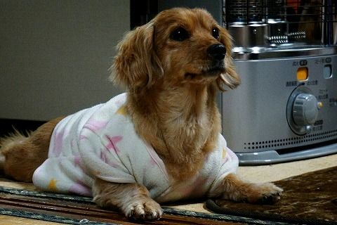 寝顔がおっさんな友人ちの犬と 意味もなくこっちゃんを襲って失敗して痛い目に合う自業自得なちー ねこもり