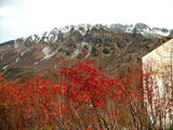 ナナカマドと立山(帰り)