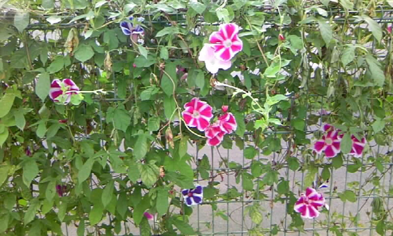 追い込み 朝顔の観察 ８月２４日 とマリーゴールドの種とり かやのうち 蒼穹のトラベラー 関東 西日本の旅