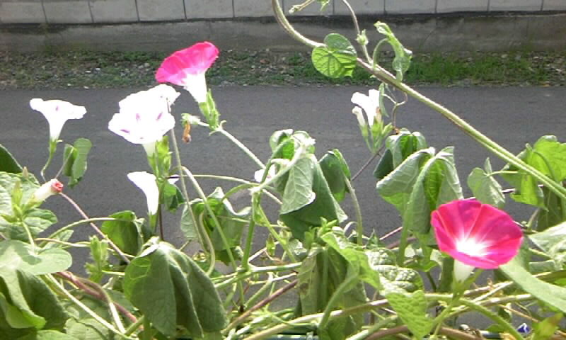 朝顔の観察 伸びすぎる西洋朝顔を 8月16日 月 かやのうち 蒼穹のトラベラー 関東 西日本の旅 朝顔の観察 伸びすぎる西洋朝顔を 8月16日 月 かやのうち 蒼穹のトラベラー 関東 西日本の旅
