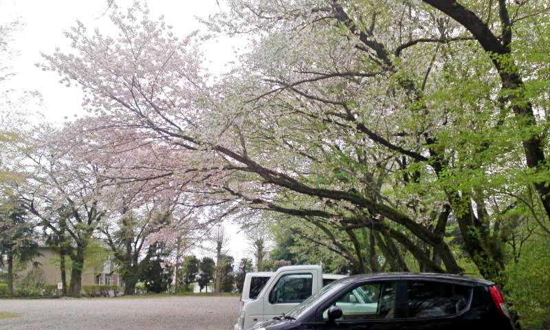 小山城山公園の桜とチューリップ 栃木県小山市 かやのうち 蒼穹のトラベラー 関東 西日本の旅