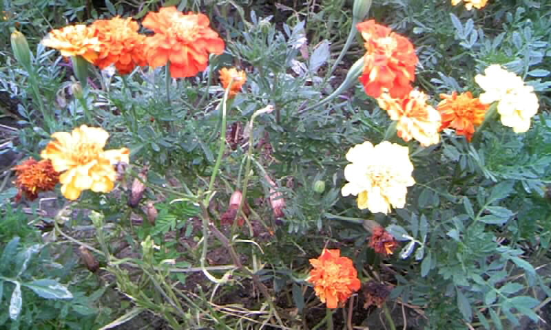 マリーゴールドと百日草の花と 種とり かやのうち 蒼穹のトラベラー 関東 西日本の旅 マリーゴールドと百日草の花と 種とり かやのうち 蒼穹のトラベラー 関東 西日本の旅