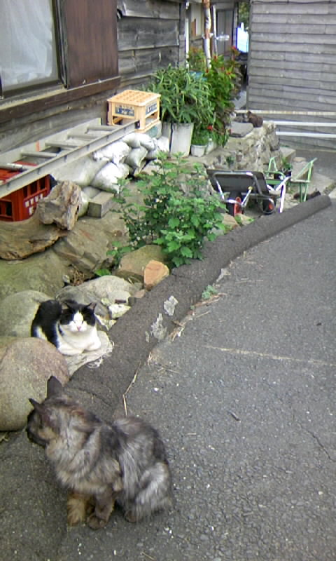 ネコら坂 仮称 あきれるほど猫を見る旅 ｂｙ福 雅治 猫三昧の宮城の旅 ５ かやのうち 蒼穹のトラベラー 関東 西日本の旅