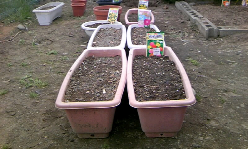 49円 春早割 トーホク ポンポン百日草 種 花壇 プランター 切花 たね ガーデニング