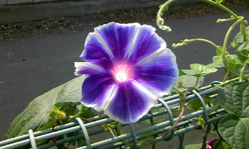 朝顔の朝は早いのです 今朝の朝顔 かやのうち 蒼穹のトラベラー 関東 西日本の旅