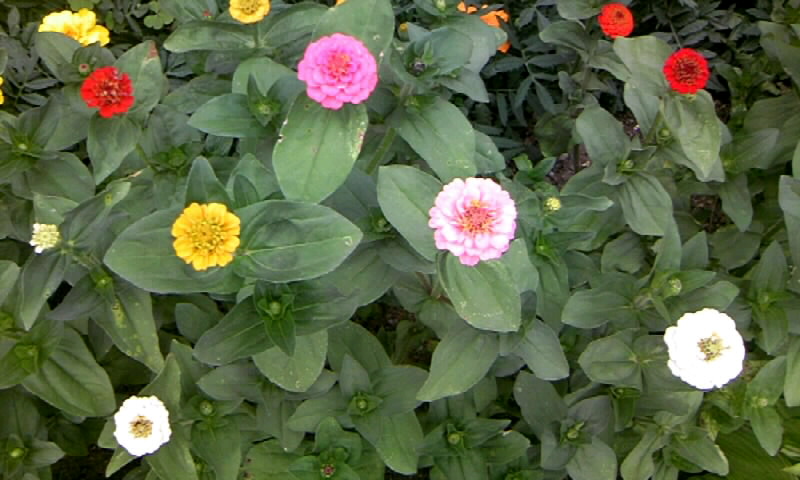 ポンポン咲き百日草とマリーゴールドが咲く花壇 かやのうち 蒼穹のトラベラー 関東 西日本の旅