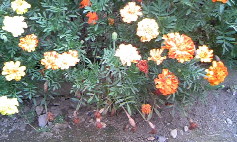 マリーゴールドと百日草の花と 種とり かやのうち 蒼穹のトラベラー 関東 西日本の旅