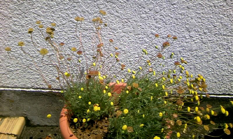 サフィニア 花ほたる 草花も雑草も育つ時期 かやのうち 蒼穹のトラベラー 関東 西日本の旅
