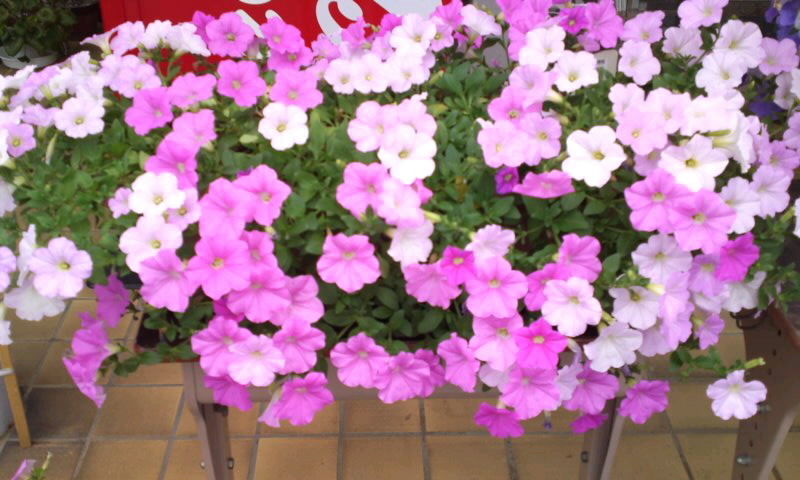 ペチュニア サフィニア 百花繚乱 かやのうち 蒼穹のトラベラー 関東 西日本の旅