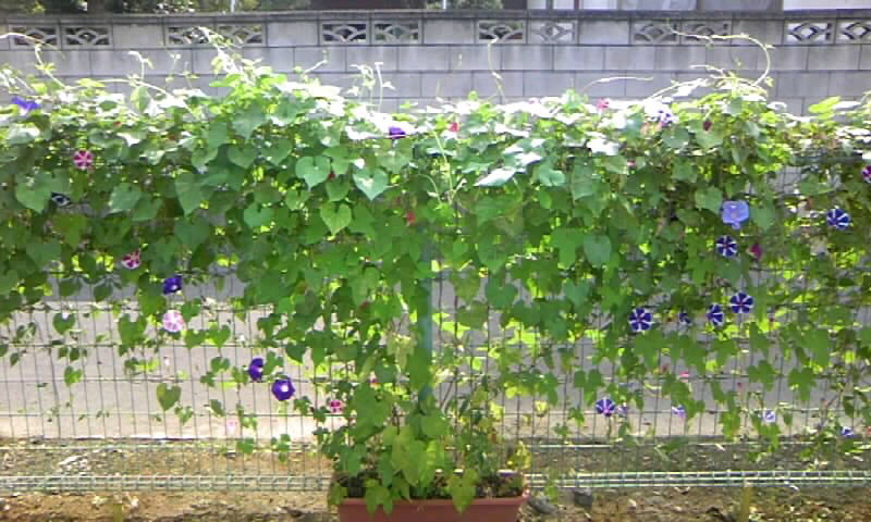 朝顔の観察 伸びすぎる西洋朝顔を 8月16日 月 かやのうち 蒼穹のトラベラー 関東 西日本の旅 朝顔の観察 伸びすぎる西洋朝顔を 8月16日 月 かやのうち 蒼穹のトラベラー 関東 西日本の旅
