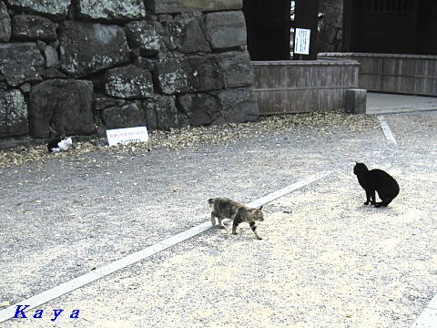 7IMG_3911
