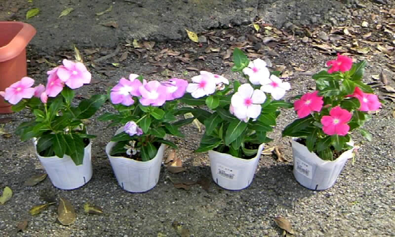 日々草 ニチニチソウ の苗を植える かやのうち 蒼穹のトラベラー 関東 西日本の旅